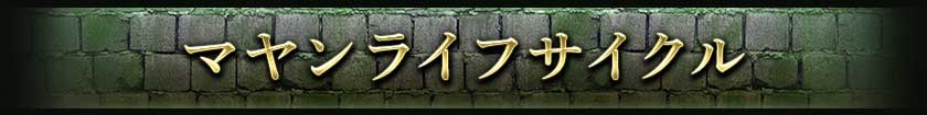 マヤンライフサイクル